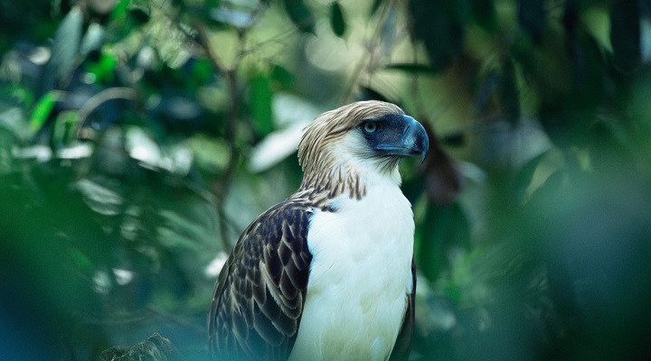 Philippine Eagle Center (3) Cape San Agustin