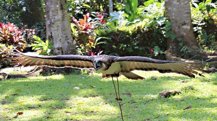 Philippine Eagle Center (4)